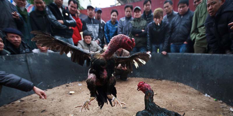 2 king nghiệm bách phát bách trúng khi chơi đá gà cựa sắt