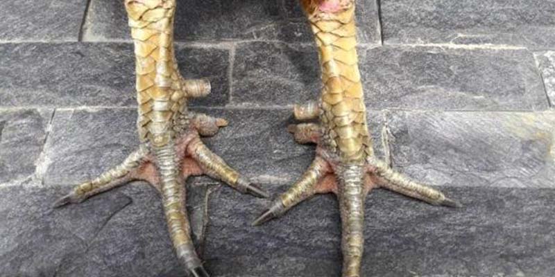 Áp đảo đối thủ ngay từ đầu 