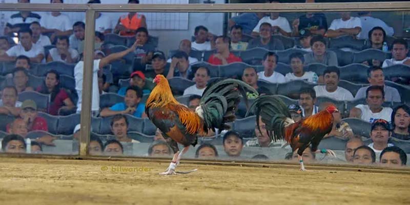 Đá Gà Cựa Tròn - Luật Chơi Và Kỹ Năng Kiếm Tiền Triệu