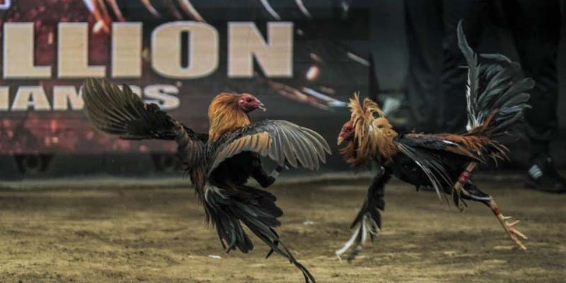 Sơ lược thông tin về hình thức đá gà phổ biến