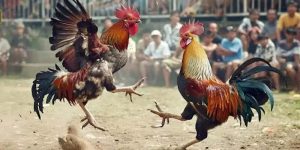 Thế Gà Đá Xạ Là Gì? Kỹ Thuật Ẩn Sau Đòn Quyết Định